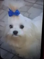 Fabio, a male Maltese for sale in Tamarac, FL – Photo 2 of 5