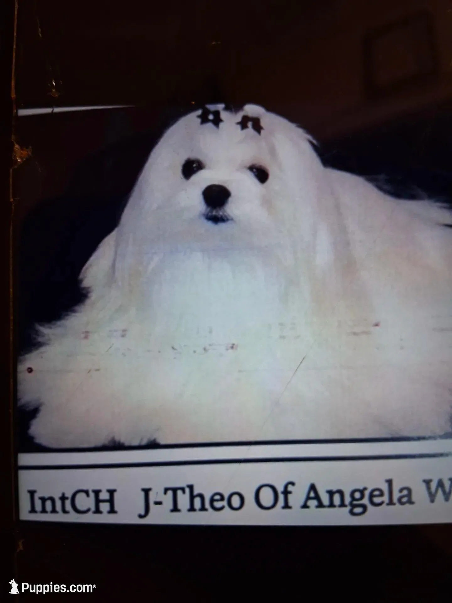 Fabio, a male Maltese for sale in Tamarac, FL – 3 of 6