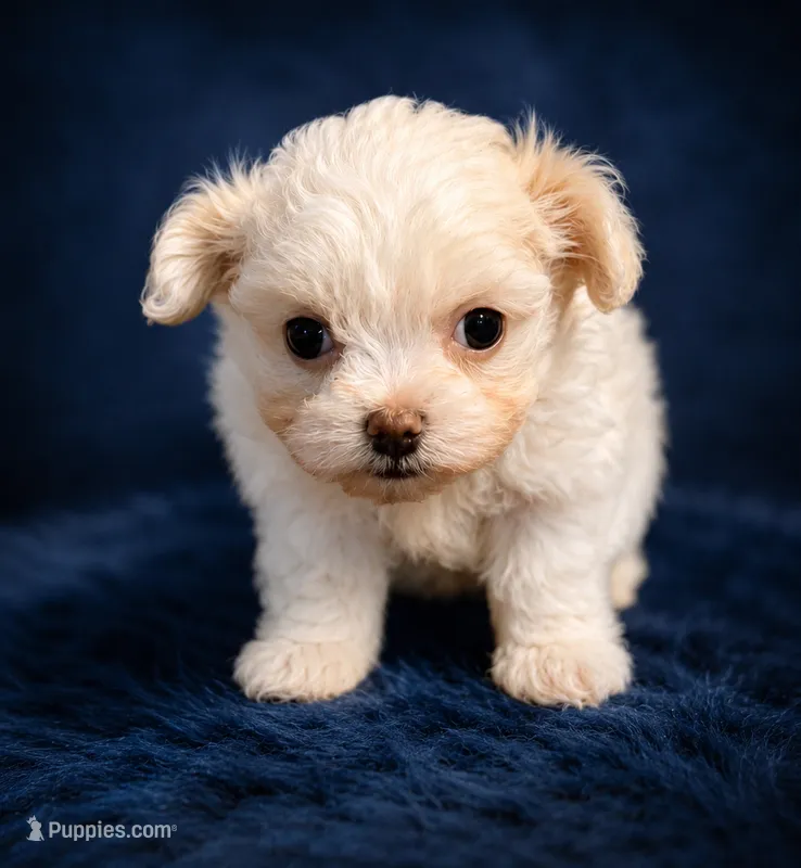 Dezy – Maltese puppy for sale in Tamarac, FL