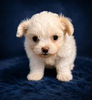 Dezy, a male Maltese for sale in Tamarac, FL – 1 of 7
