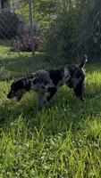 Merle male poodle 18lbs (ACTIVE BOY!), a male Poodle - Miniature  for sale in Tamarac, FL – 4 of 6