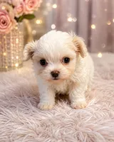 Dezy, a male Maltese for sale in Tamarac, FL – 4 of 7