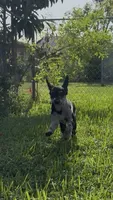 Bhima Merle Boy (ACTIVE BOY!), a male Poodle - Toy  for sale in Tamarac, FL – 3 of 6