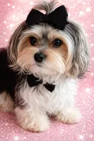 Tiny white, a male Maltese and Biewer for sale in Tamarac, FL – 3 of 6