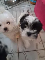 Bambi2, a female Maltese and Biewer for sale in Tamarac, FL – Photo 7 of 9