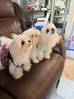 Bambi2, a female Maltese and Biewer for sale in Tamarac, FL – Photo 2 of 9