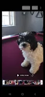 Bambi2, a female Maltese and Biewer for sale in Tamarac, FL – Photo 6 of 9