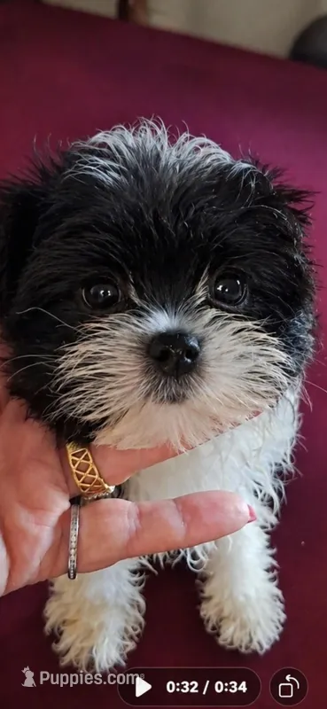 Bambi2 – Maltese, Biewer puppy for sale in Tamarac, FL