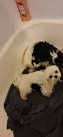 Bambi2, a female Maltese and Biewer for sale in Tamarac, FL – Photo 5 of 9