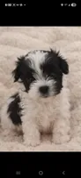 Bambi2, a female Maltese and Biewer for sale in Tamarac, FL – Photo 3 of 9