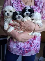 Bambi2, a female Maltese and Biewer for sale in Tamarac, FL – Photo 8 of 9