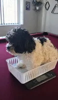 Bambi2, a female Maltese and Biewer for sale in Tamarac, FL – Photo 4 of 9