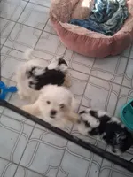 Bambi2, a female Maltese and Biewer for sale in Tamarac, FL – Photo 9 of 9