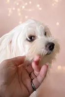 Angel, a female Maltipoo for sale in Tamarac, FL – Photo 2 of 2