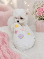 Thumbelina, a female Maltese for sale in Tamarac, FL – 2 of 2