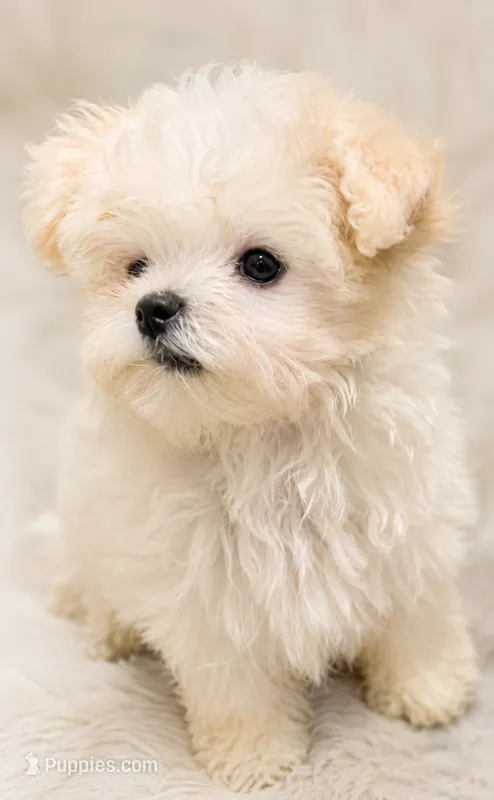 Tiny Tim – Maltese puppy for sale in Tamarac, FL
