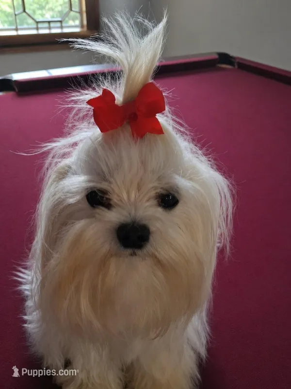 Fabio – Maltese puppy for sale in Tamarac, FL