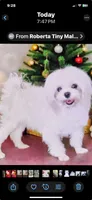 🩷 AKC Korean Maltese  🩷, a female Maltese for sale in Tamarac, FL – Photo 7 of 10