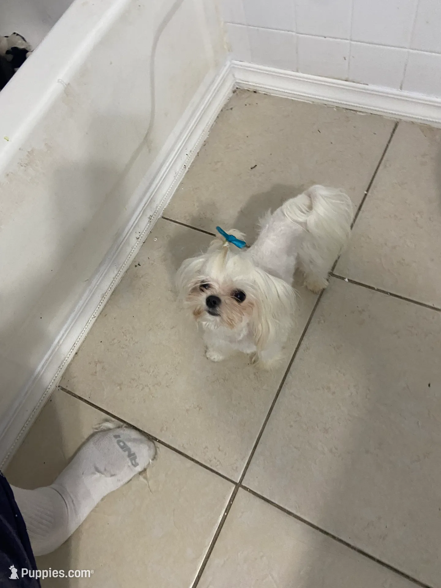 🩷 AKC Korean Maltese  🩷, a female Maltese for sale in Tamarac, FL – Photo 6 of 10