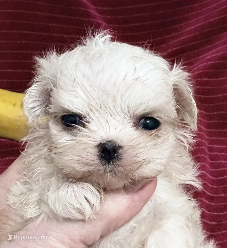 🩷 AKC Korean Maltese  🩷