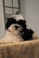 Bambi, a female Maltese and Biewer for sale in Tamarac, FL – 2 of 3