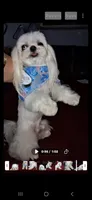 Tiny white, a male Maltese and Biewer for sale in Tamarac, FL – 5 of 6