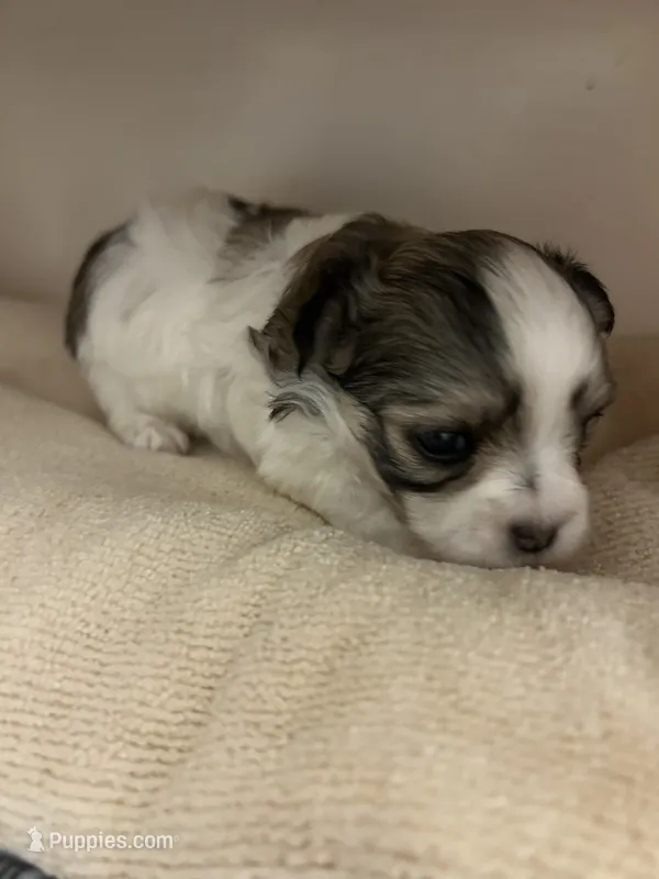 Teeny Tina – Maltese, Biewer puppy for sale in Tamarac, FL