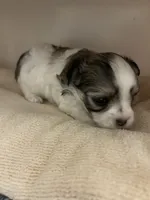 Teeny Tina, a female Maltese and Biewer for sale in Tamarac, FL – 1 of 5