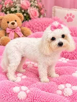 Molly, a female Maltipoo for sale in Tamarac, FL – 1 of 2