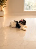Bambi, a female Maltese and Biewer for sale in Tamarac, FL – 5 of 6