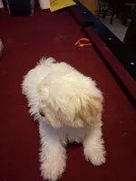GILU, a female Maltese and Poodle - Toy  for sale in Tamarac, FL – 4 of 5