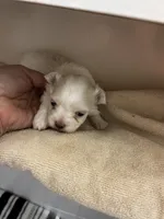 Dezy, a male Maltese for sale in Tamarac, FL – 5 of 7
