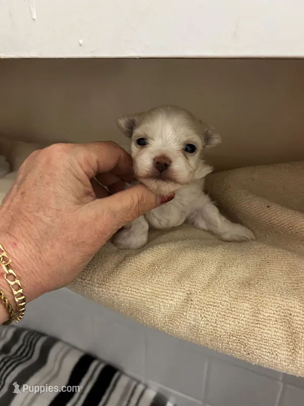 Dino – Maltese puppy for sale in Tamarac, FL