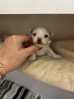 Dino, a male Maltese for sale in Tamarac, FL – 1 of 5