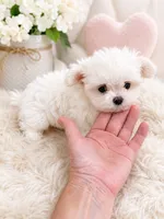 Thumbelina, a female Maltese for sale in Tamarac, FL – 1 of 2