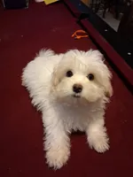 GILU, a female Maltese and Poodle - Toy  for sale in Tamarac, FL – 2 of 5