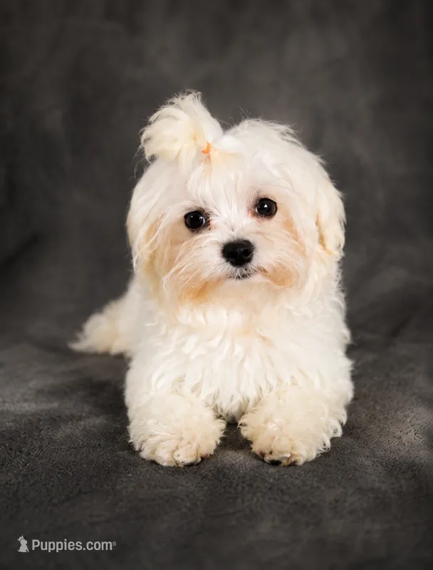 Whi – Maltese puppy for sale in Tamarac, FL