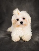 Whi, a male Maltese for sale in Tamarac, FL – 1 of 6