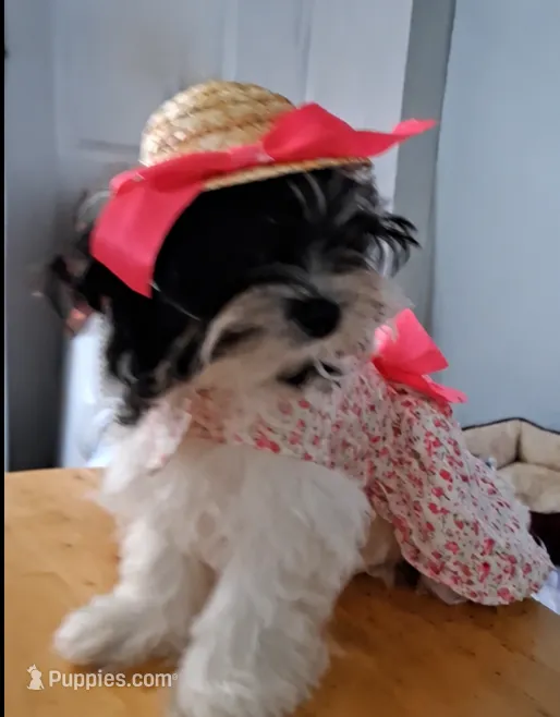 Bindy – Biewer puppy for sale in Tamarac, FL