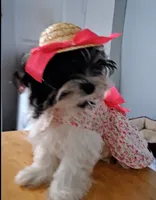 Bindy, a female Biewer for sale in Tamarac, FL – 3 of 3