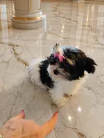 Bambi, a female Maltese and Biewer for sale in Tamarac, FL – 2 of 6