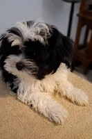 Bambi, a female Maltese and Biewer for sale in Tamarac, FL – 3 of 3