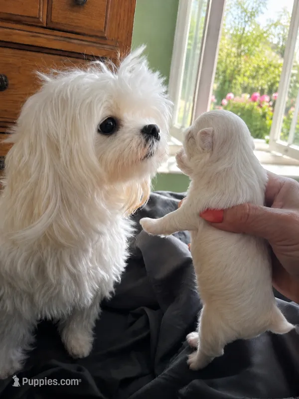 Korean boy – Maltese puppy for sale in Tamarac, FL