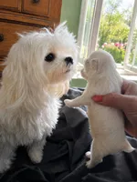 Korean boy, a male Maltese for sale in Tamarac, FL – 4 of 7