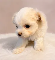 Dezy, a male Maltese for sale in Tamarac, FL – 3 of 7