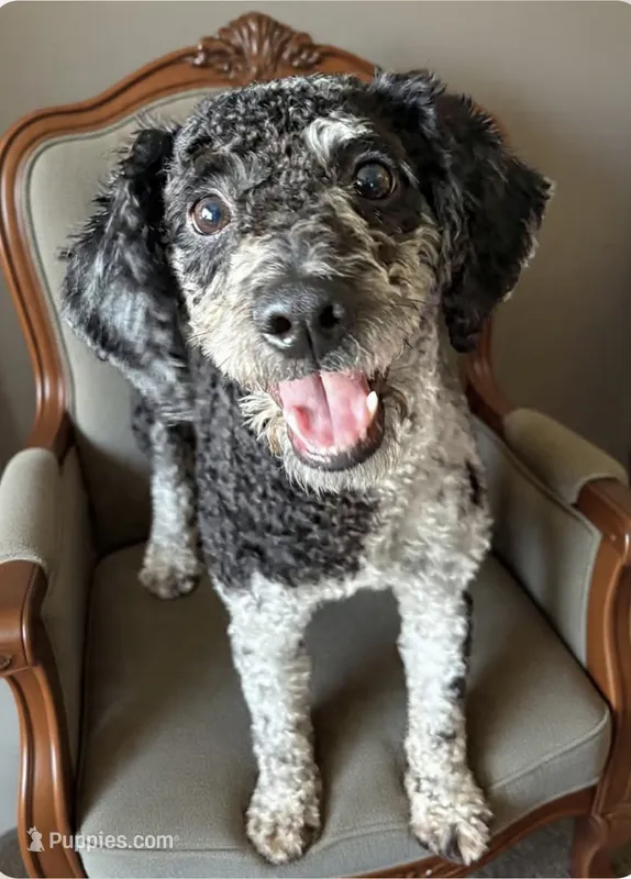 Merle male poodle 18lbs (ACTIVE BOY!) – Poodle - Miniature  puppy for sale in Tamarac, FL