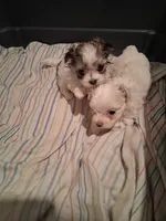 Teeny Dina, a female Maltese and Biewer for sale in Tamarac, FL – 2 of 8