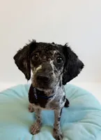 Merle male poodle 18lbs, a male Poodle - Miniature  for sale in Tamarac, FL – 2 of 3