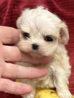 Thumbelina, a female Maltese for sale in Tamarac, FL – Photo 2 of 6