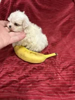 Thumbelina, a female Maltese for sale in Tamarac, FL – Photo 5 of 6